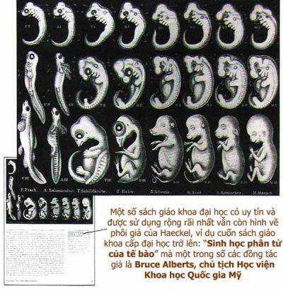 Sự thật về thuyết tiến hóa: Hình vẽ phôi thai giả của Haeckel, vụ lừa đảo xuyên thế kỷ